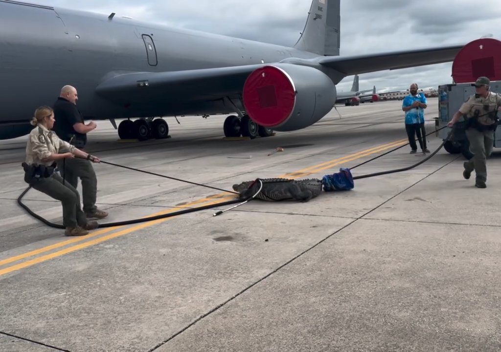 Alligator blockiert einen amerikanischen Luftwaffenstützpunkt: Er war unter einem Flugzeug eingeschlafen