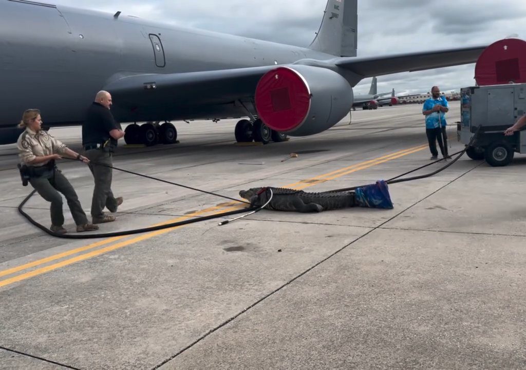 Un caimán bloquea una base aérea estadounidense: se había quedado dormido debajo de un avión