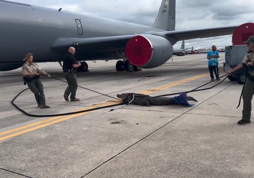 Alligator blockiert einen amerikanischen Luftwaffenstützpunkt: Er war unter einem Flugzeug eingeschlafen