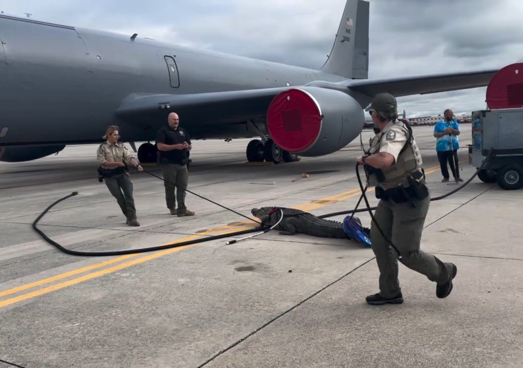 Un caimán bloquea una base aérea estadounidense: se había quedado dormido debajo de un avión