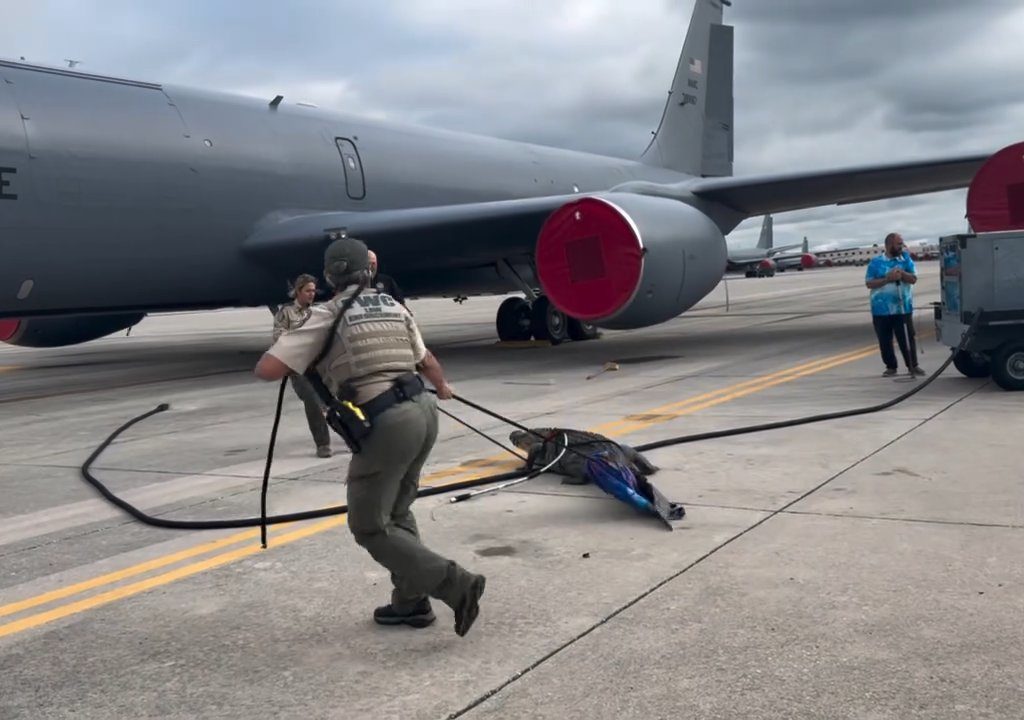 Alligator blockiert einen amerikanischen Luftwaffenstützpunkt: Er war unter einem Flugzeug eingeschlafen