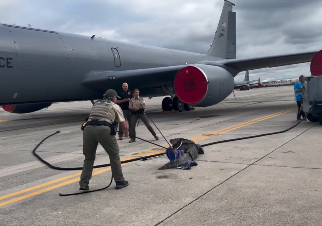 Un caimán bloquea una base aérea estadounidense: se había quedado dormido debajo de un avión