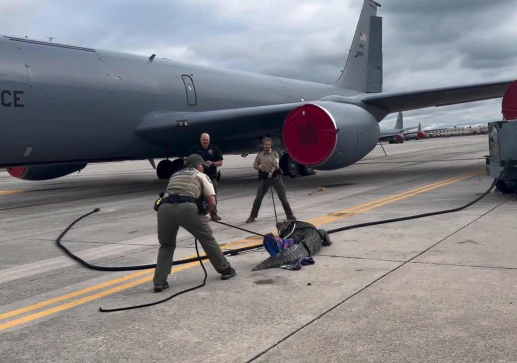 Alligator blockiert einen amerikanischen Luftwaffenstützpunkt: Er war unter einem Flugzeug eingeschlafen