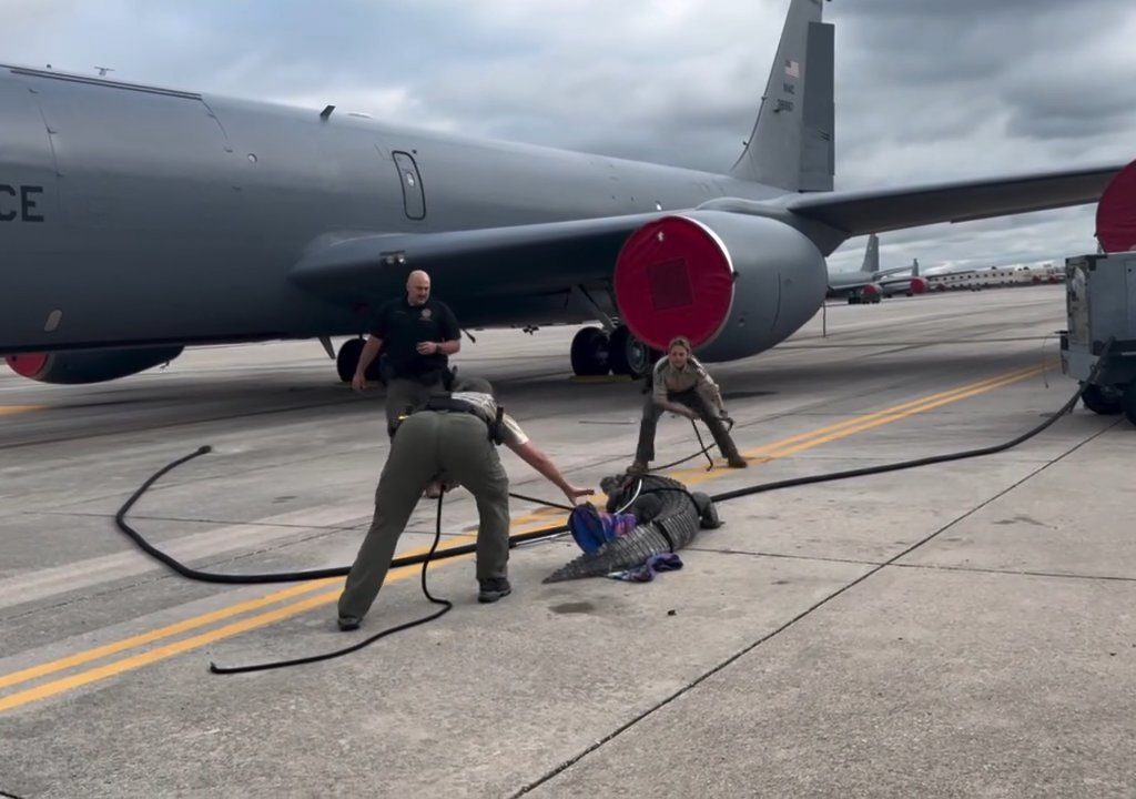 Un caimán bloquea una base aérea estadounidense: se había quedado dormido debajo de un avión