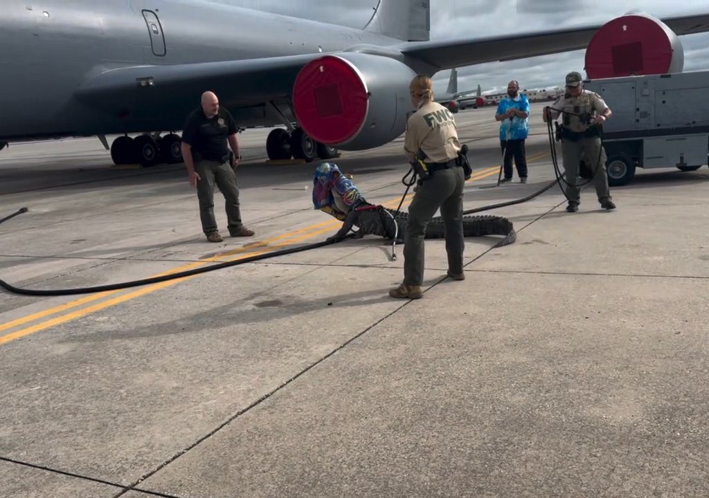 Un caimán bloquea una base aérea estadounidense: se había quedado dormido debajo de un avión