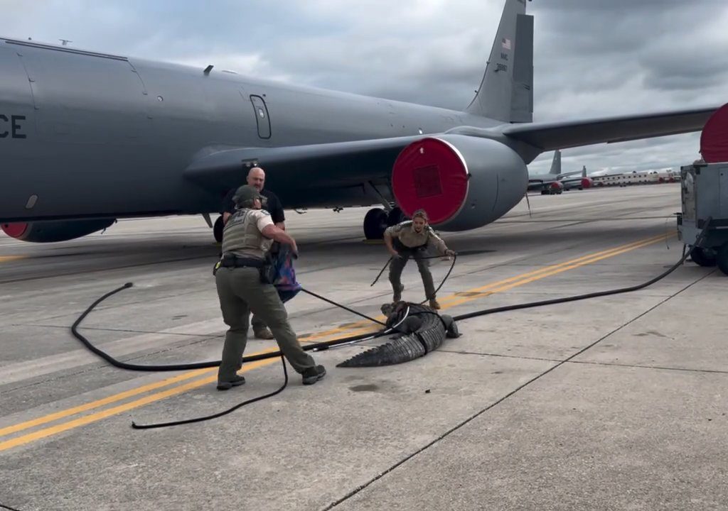 Alligator blockiert einen amerikanischen Luftwaffenstützpunkt: Er war unter einem Flugzeug eingeschlafen