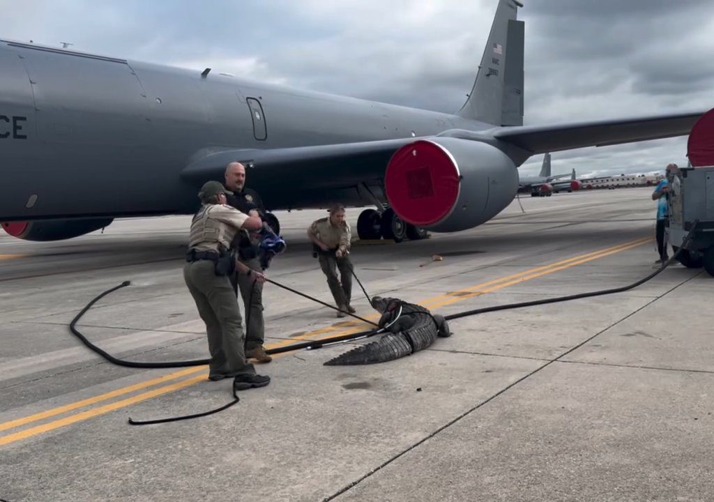 Un caimán bloquea una base aérea estadounidense: se había quedado dormido debajo de un avión