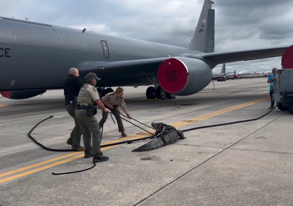 Alligator blockiert einen amerikanischen Luftwaffenstützpunkt: Er war unter einem Flugzeug eingeschlafen