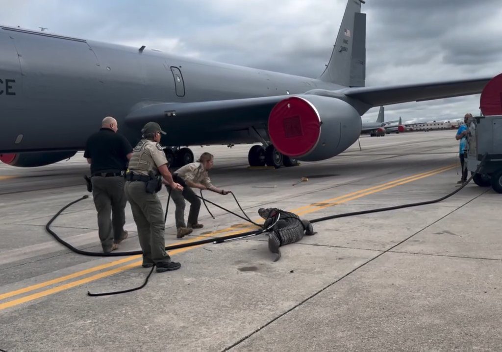 Un caimán bloquea una base aérea estadounidense: se había quedado dormido debajo de un avión