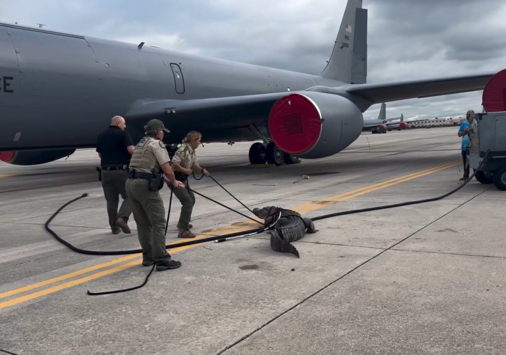 Un caimán bloquea una base aérea estadounidense: se había quedado dormido debajo de un avión