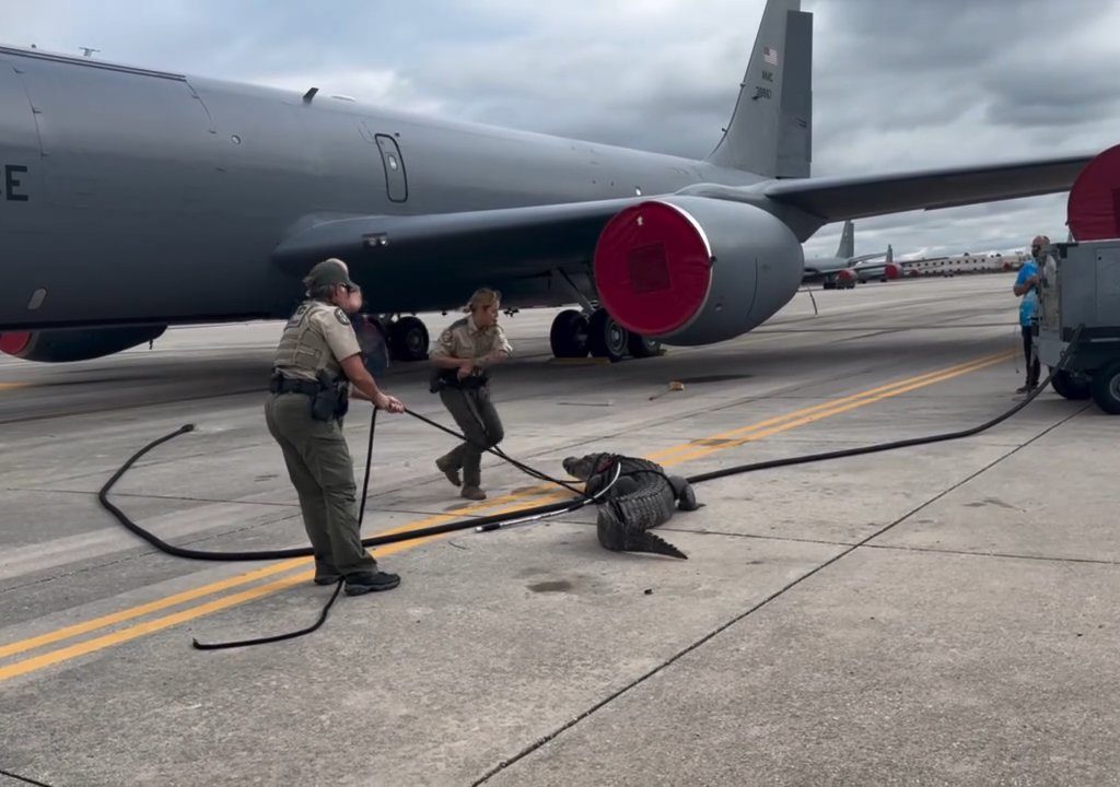 Un caimán bloquea una base aérea estadounidense: se había quedado dormido debajo de un avión