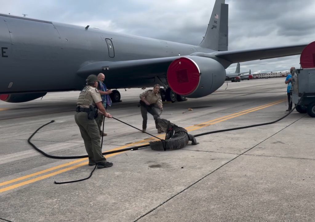 Alligator blockiert einen amerikanischen Luftwaffenstützpunkt: Er war unter einem Flugzeug eingeschlafen