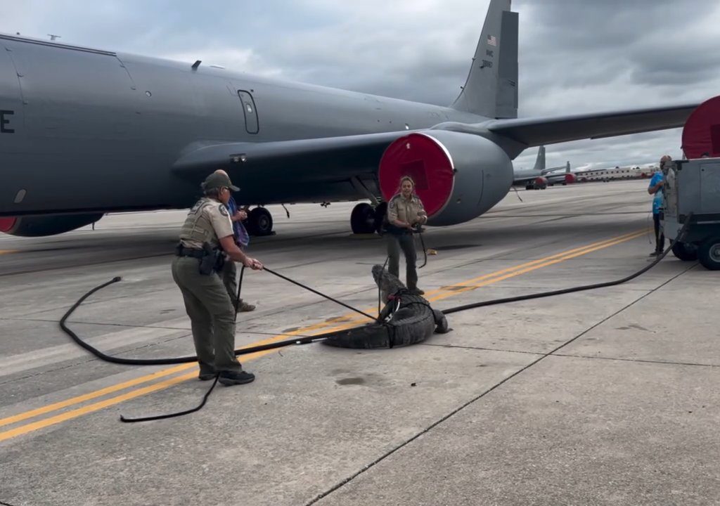 Un caimán bloquea una base aérea estadounidense: se había quedado dormido debajo de un avión