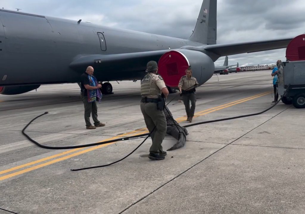 Un caimán bloquea una base aérea estadounidense: se había quedado dormido debajo de un avión