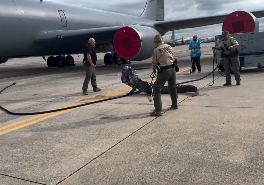 Un caimán bloquea una base aérea estadounidense: se había quedado dormido debajo de un avión