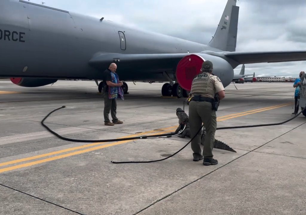 Un caimán bloquea una base aérea estadounidense: se había quedado dormido debajo de un avión