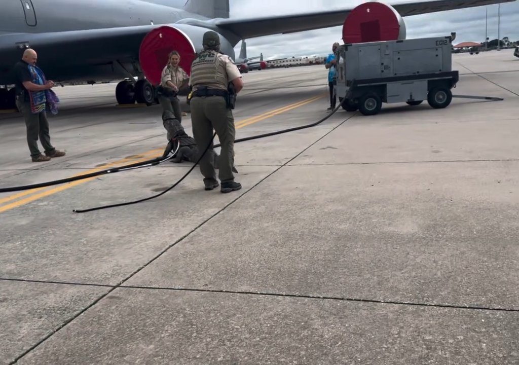 Un caimán bloquea una base aérea estadounidense: se había quedado dormido debajo de un avión