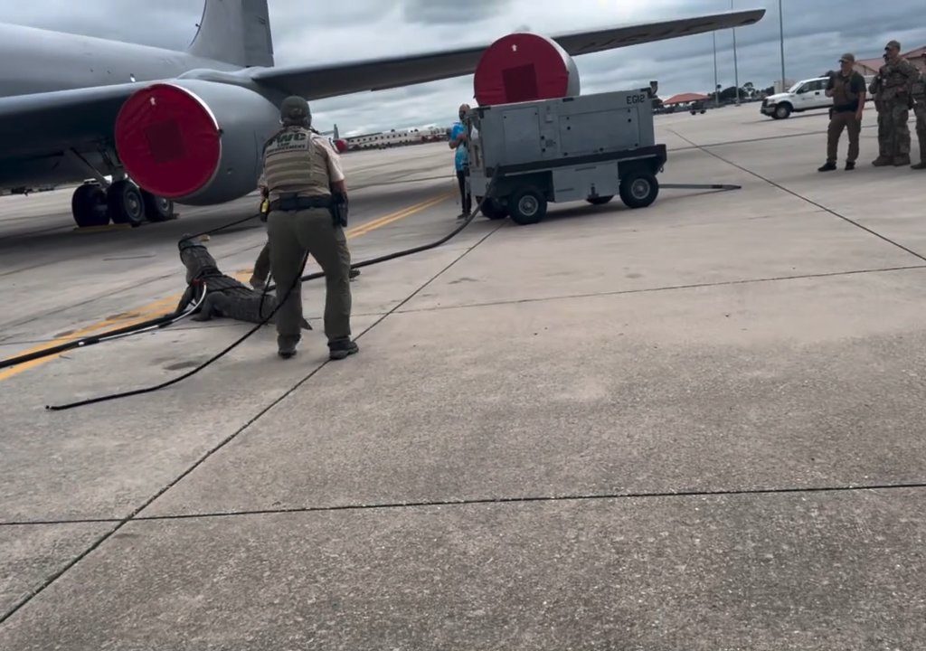 Un caimán bloquea una base aérea estadounidense: se había quedado dormido debajo de un avión