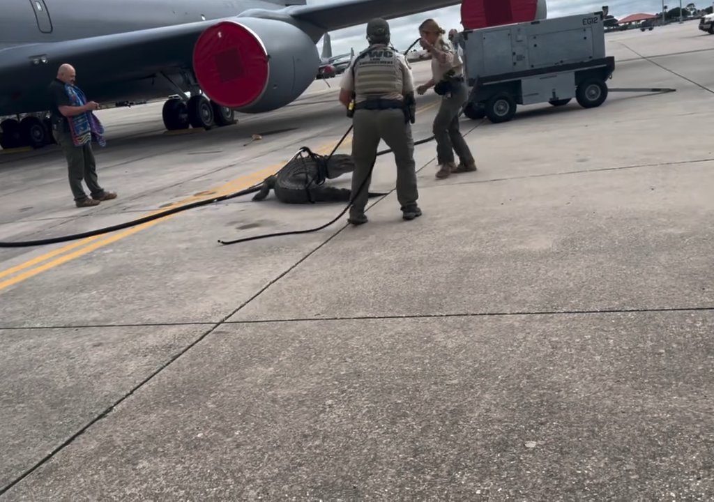 Un caimán bloquea una base aérea estadounidense: se había quedado dormido debajo de un avión