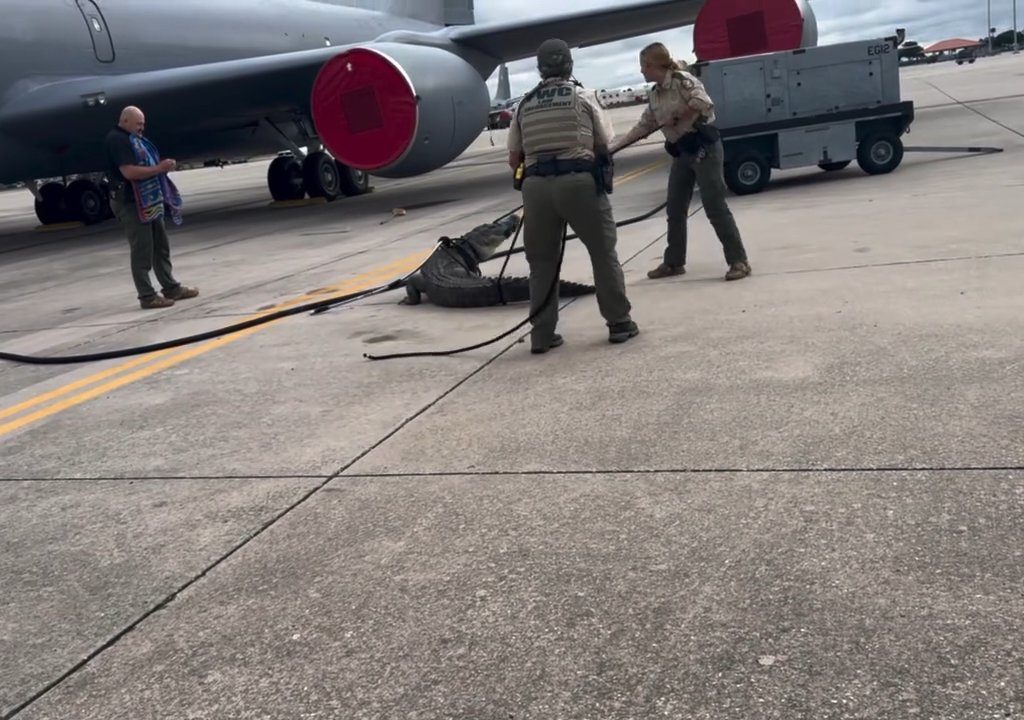 Un caimán bloquea una base aérea estadounidense: se había quedado dormido debajo de un avión