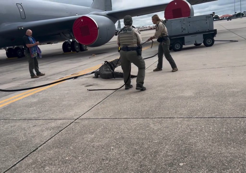 Un caimán bloquea una base aérea estadounidense: se había quedado dormido debajo de un avión