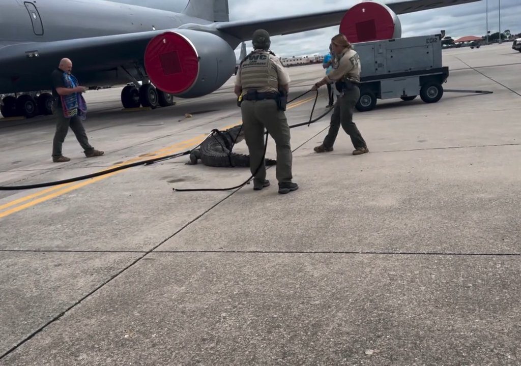 Un caimán bloquea una base aérea estadounidense: se había quedado dormido debajo de un avión