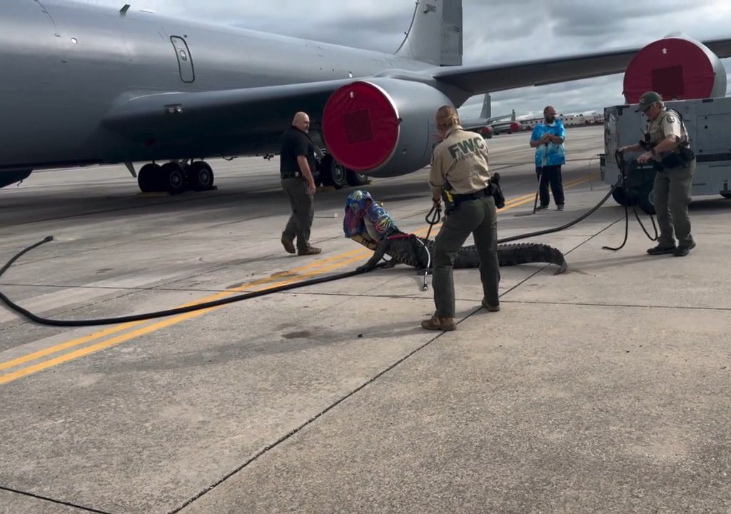 Un caimán bloquea una base aérea estadounidense: se había quedado dormido debajo de un avión