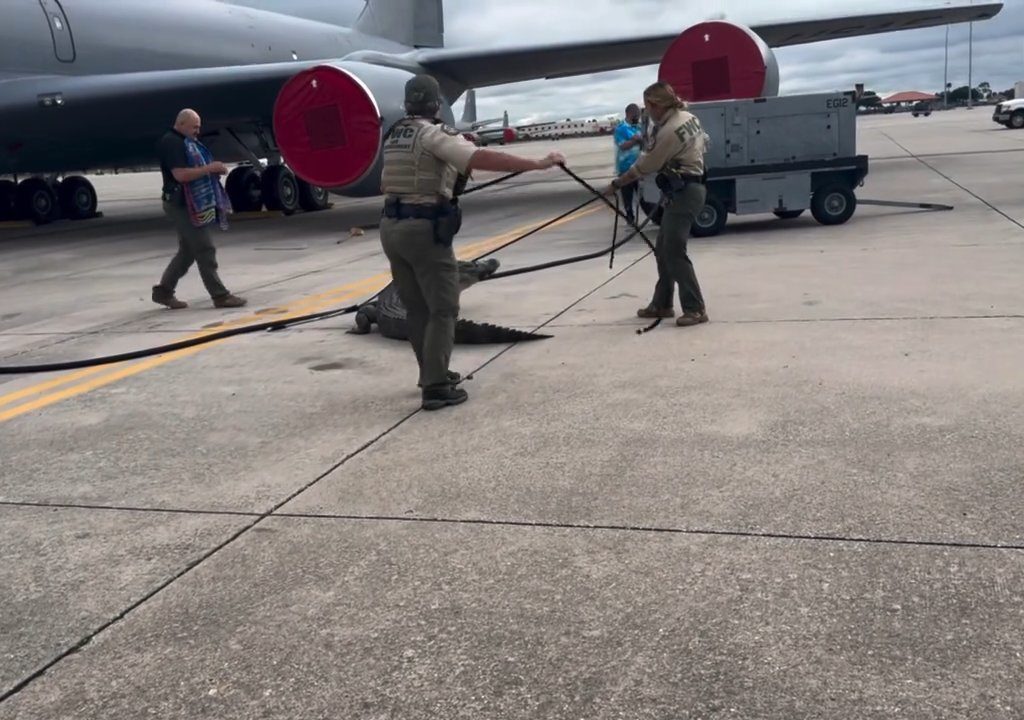 Alligator blockiert einen amerikanischen Luftwaffenstützpunkt: Er war unter einem Flugzeug eingeschlafen