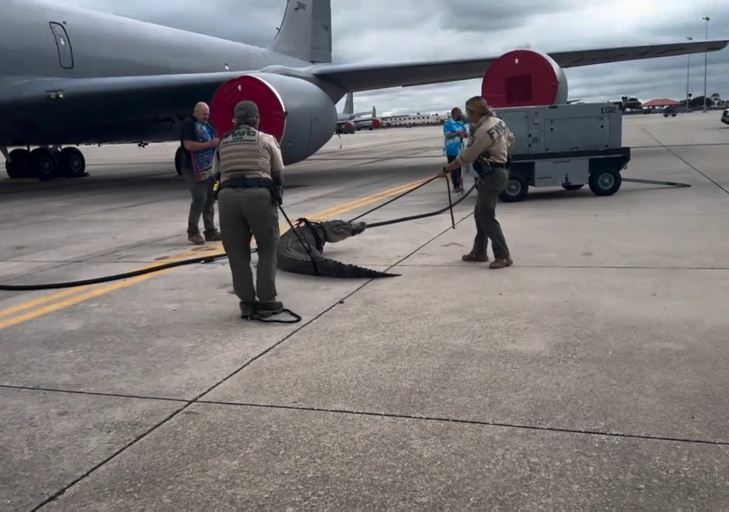 Alligator blockiert einen amerikanischen Luftwaffenstützpunkt: Er war unter einem Flugzeug eingeschlafen