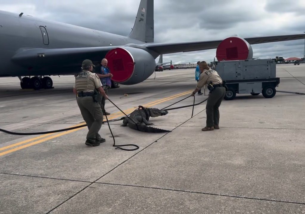 Alligator blockiert einen amerikanischen Luftwaffenstützpunkt: Er war unter einem Flugzeug eingeschlafen