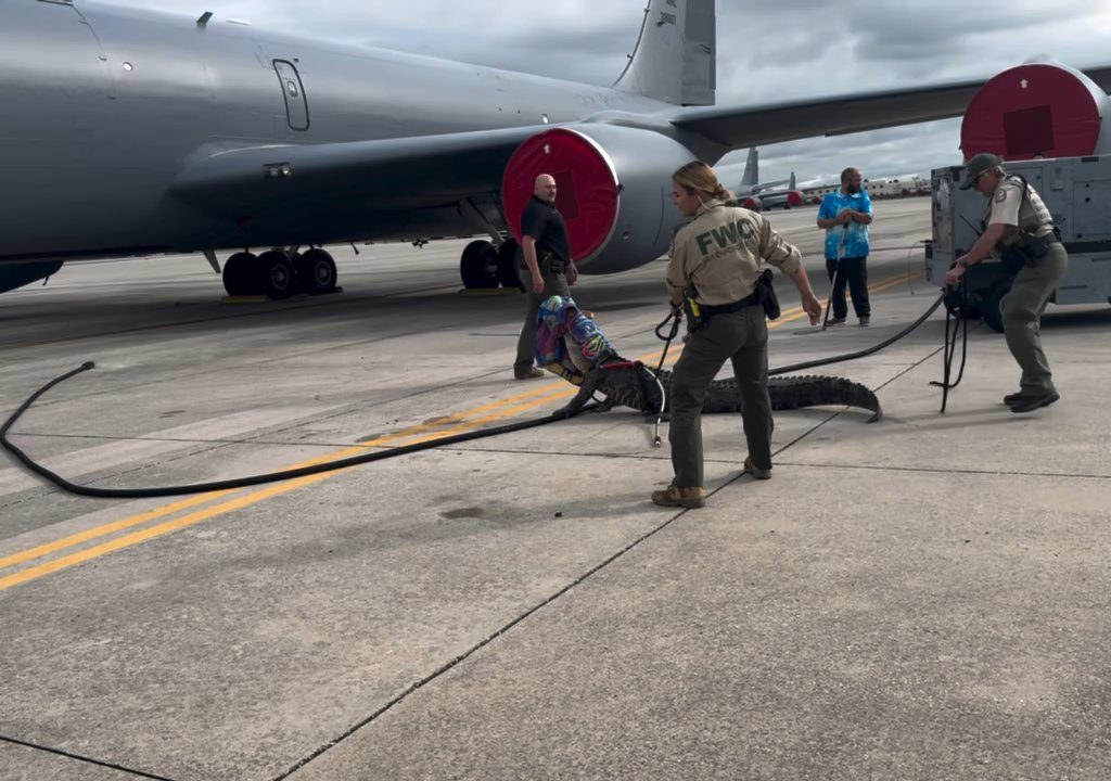 Alligator blockiert einen amerikanischen Luftwaffenstützpunkt: Er war unter einem Flugzeug eingeschlafen