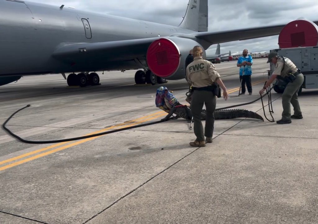 Un caimán bloquea una base aérea estadounidense: se había quedado dormido debajo de un avión