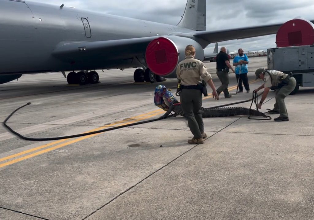 Un caimán bloquea una base aérea estadounidense: se había quedado dormido debajo de un avión