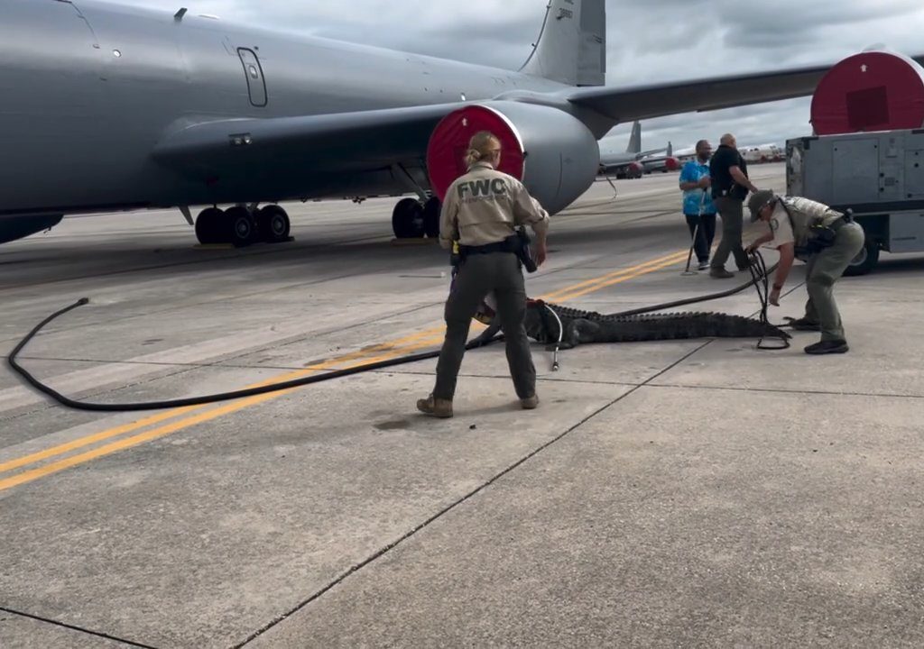 Alligator blockiert einen amerikanischen Luftwaffenstützpunkt: Er war unter einem Flugzeug eingeschlafen