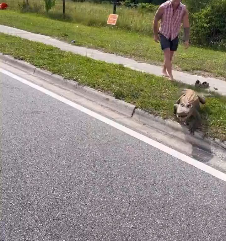 Alligator löst Panik in der Stadt aus, MMA-Kämpfer fängt ihn mit bloßen Händen und Füßen