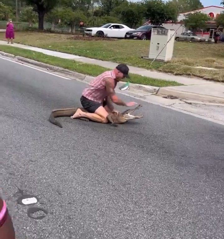 Caimán causa pánico en la ciudad, luchador de MMA lo captura con las manos y los pies desnudos