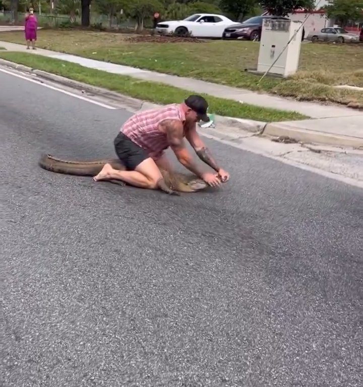 Caimán causa pánico en la ciudad, luchador de MMA lo captura con las manos y los pies desnudos