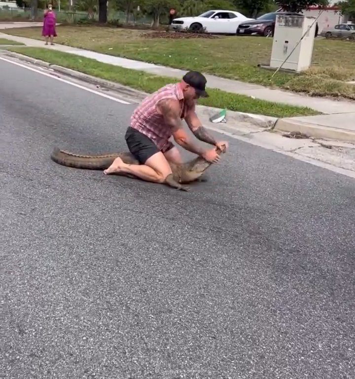 Caimán causa pánico en la ciudad, luchador de MMA lo captura con las manos y los pies desnudos