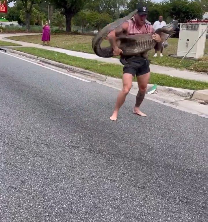 Caimán causa pánico en la ciudad, luchador de MMA lo captura con las manos y los pies desnudos