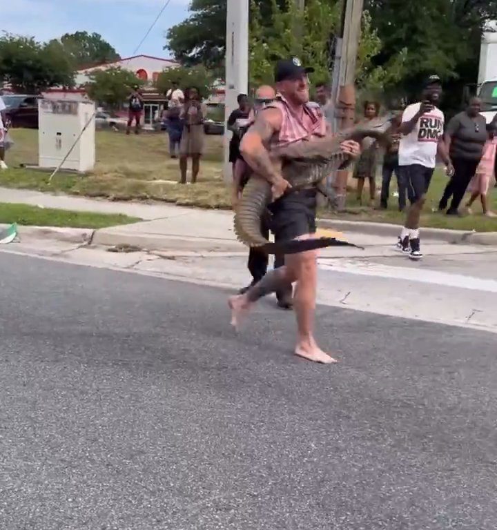 Caimán causa pánico en la ciudad, luchador de MMA lo captura con las manos y los pies desnudos