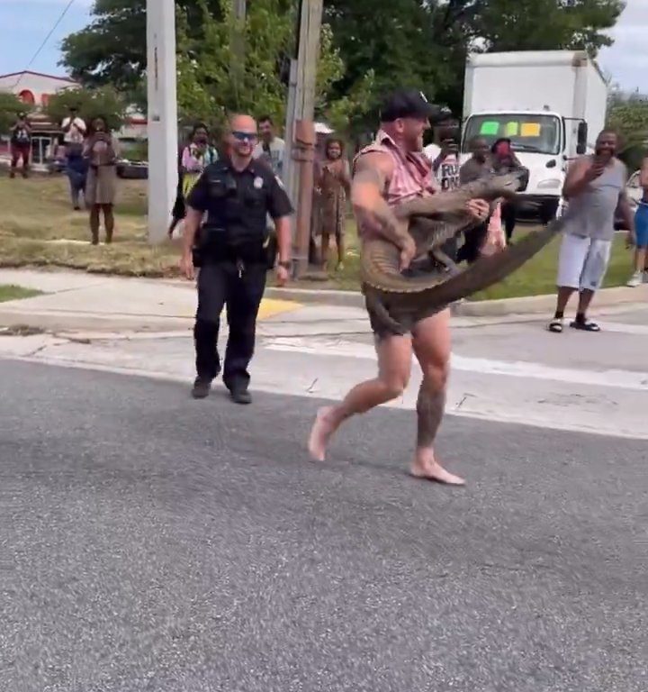 Caimán causa pánico en la ciudad, luchador de MMA lo captura con las manos y los pies desnudos