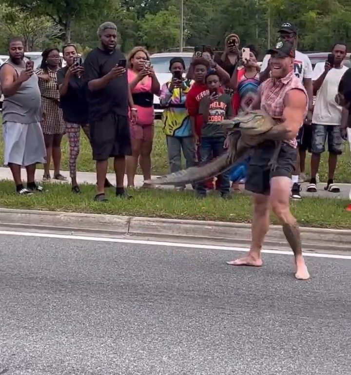 Caimán causa pánico en la ciudad, luchador de MMA lo captura con las manos y los pies desnudos