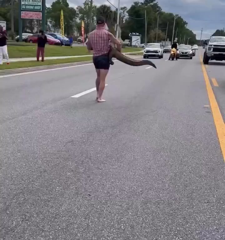 Caimán causa pánico en la ciudad, luchador de MMA lo captura con las manos y los pies desnudos