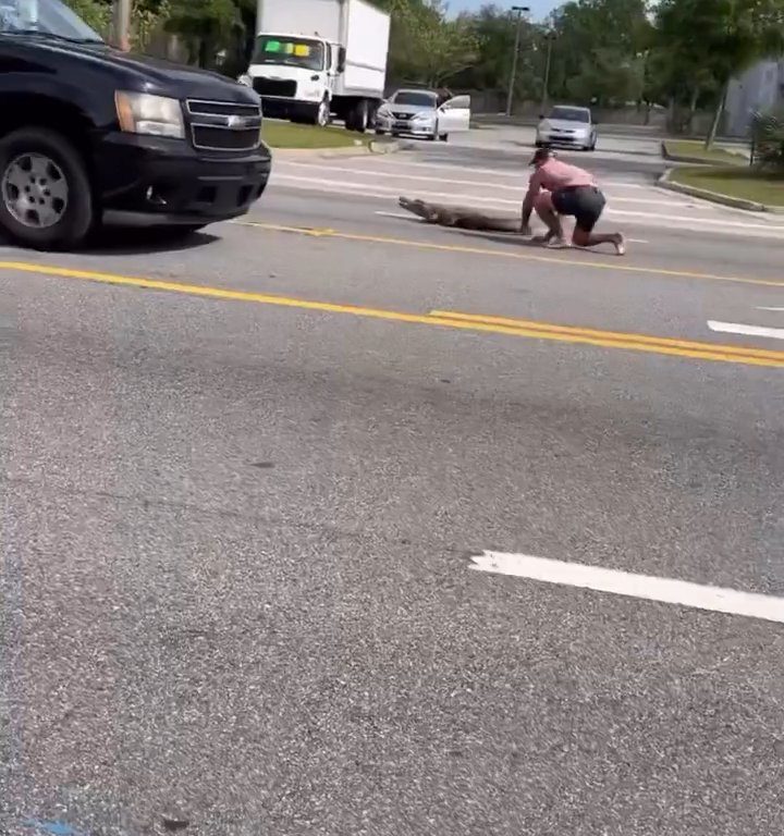 Caimán causa pánico en la ciudad, luchador de MMA lo captura con las manos y los pies desnudos