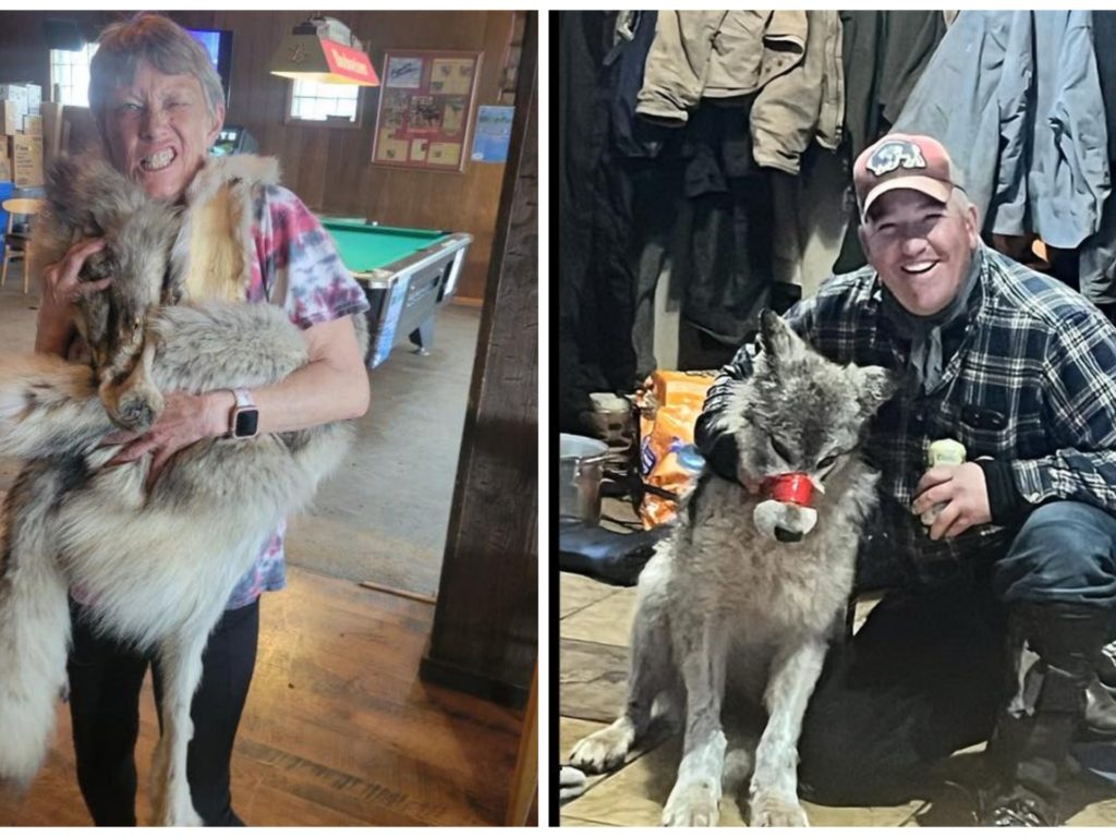 Chasseur cruel, il capture le loup et le fait défiler dans le bar, pour finalement l'écorcher.