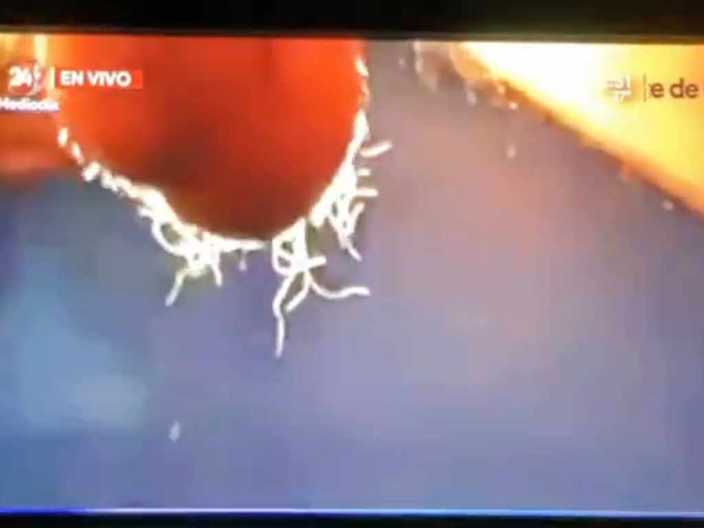 Eclissi testicolare in diretta al tg, imbarazzo in studio video virale