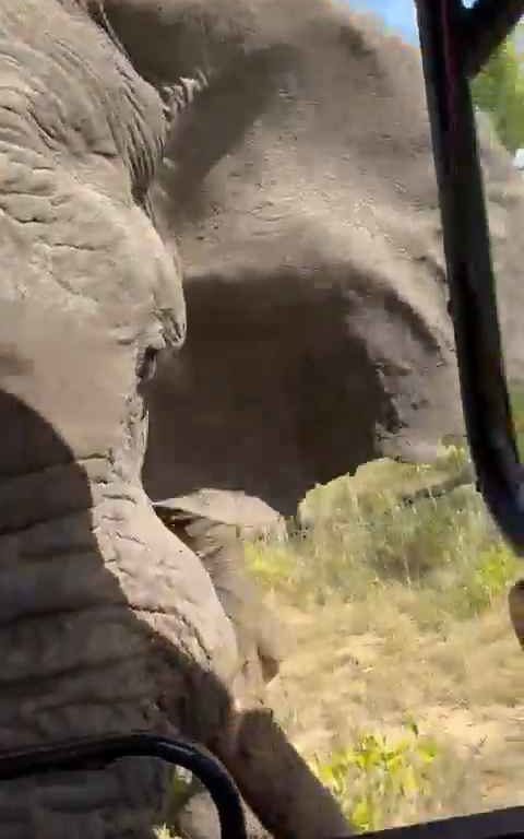 Un éléphant capturé lors d'un safari devient fou furieux et attaque la voiture d'un homme mort