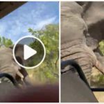 Elefante ripreso durante safari impazzisce e attacca auto un morto