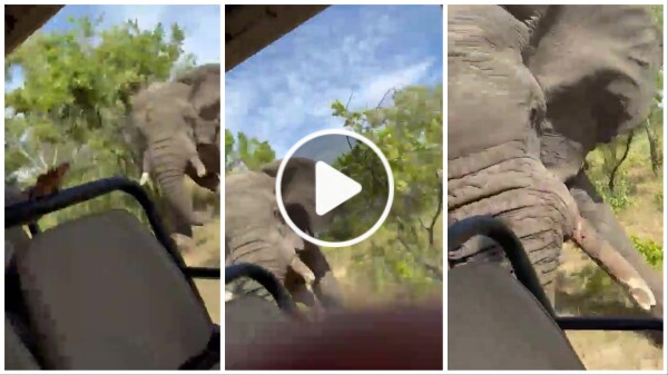 Un éléphant capturé lors d'un safari devient fou furieux et attaque la voiture d'un homme mort