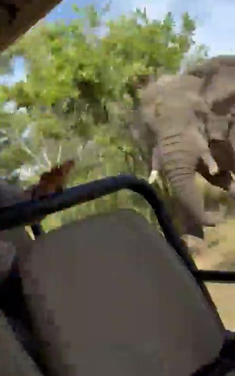 Auf Safari gefangener Elefant wird wütend und greift das Auto eines Toten an